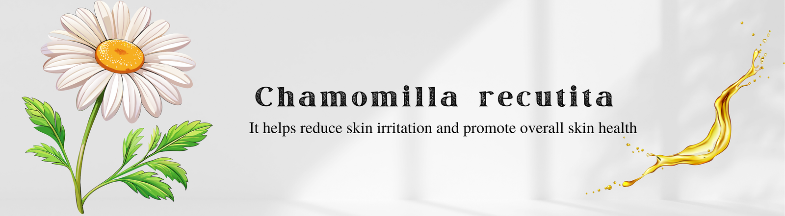 Chamomilla Recutita 